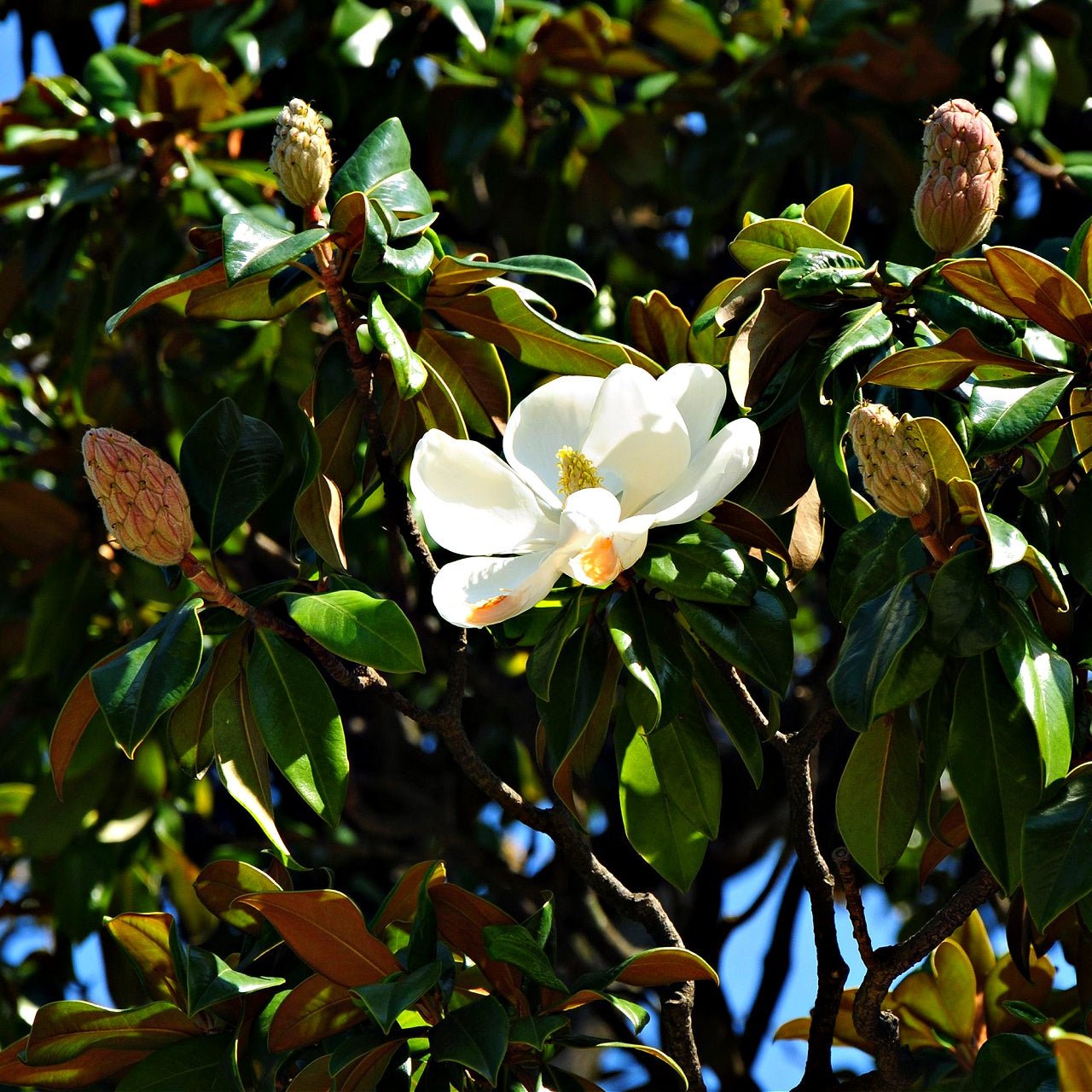 Southern Magnolia 1