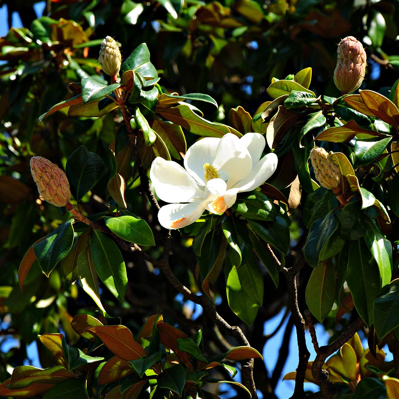 White flower among green leaves on a tree called southern magnolia
