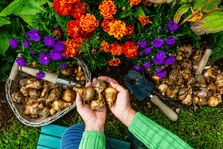 Hands holding flower bulbs ready for planting beside blooming marigolds and asters in a vibrant garden – from TN Nursery.