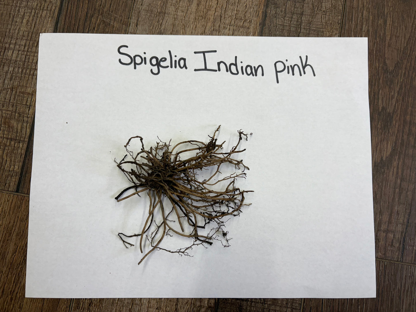 Roots of Spigelia Indian pink on a white paper with text label, placed on a wooden surface.