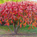 Sumac Tree