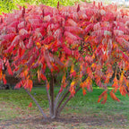 Buy 1 get 1 free sale on Staghorn Sumac online at TN Nursery