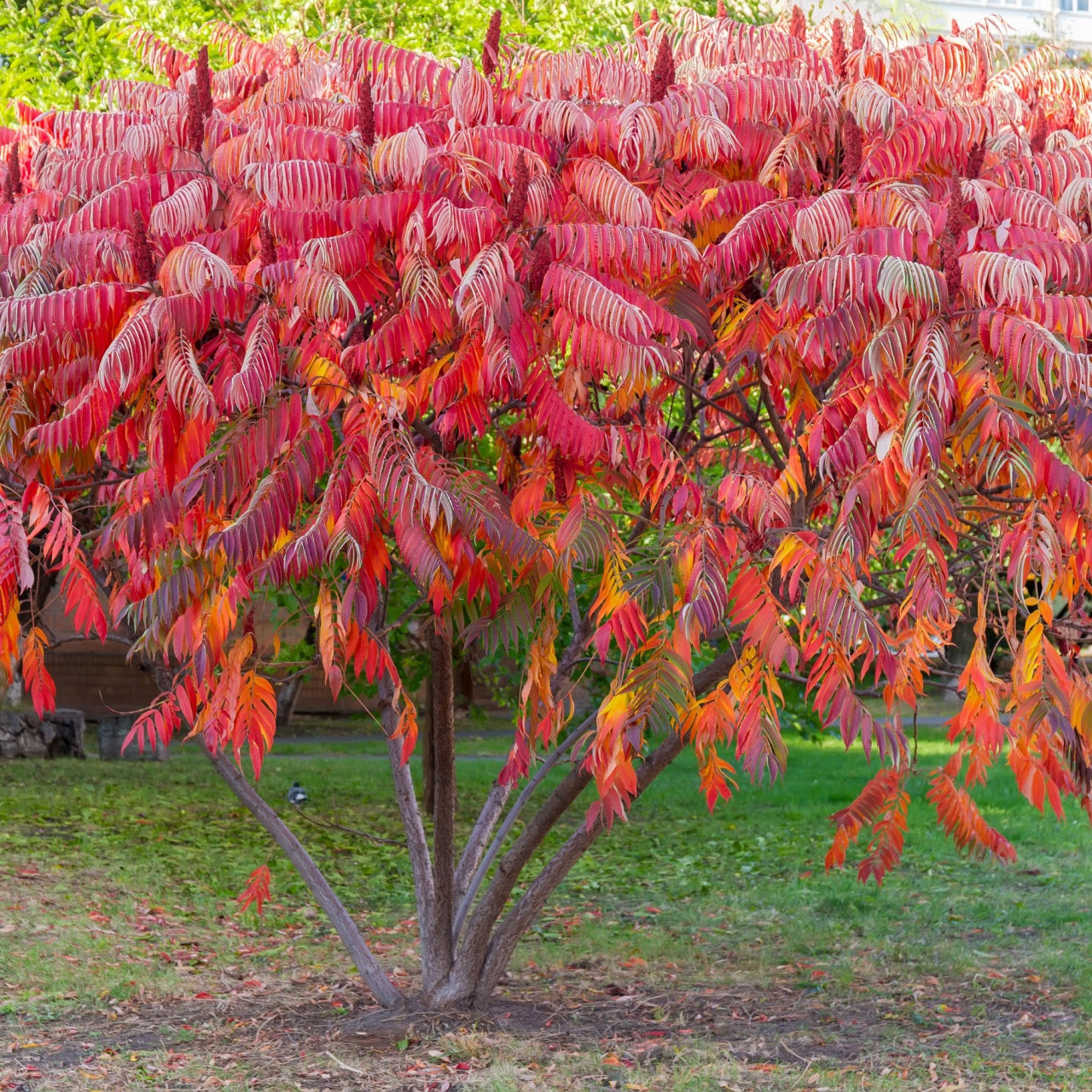 Buy 1 get 1 free sale on Staghorn Sumac online at TN Nursery