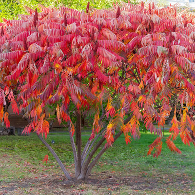Buy 1 get 1 free sale on Staghorn Sumac online at TN Nursery