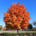 Shop Sugar Maple Tree online at TN Nursery