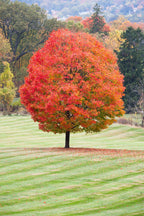 Shop sale on Sugar Maple Tree online at TN Nursery