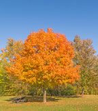 Buy 1 get 1 free sale on Sugar Maple Tree online at TN Nursery
