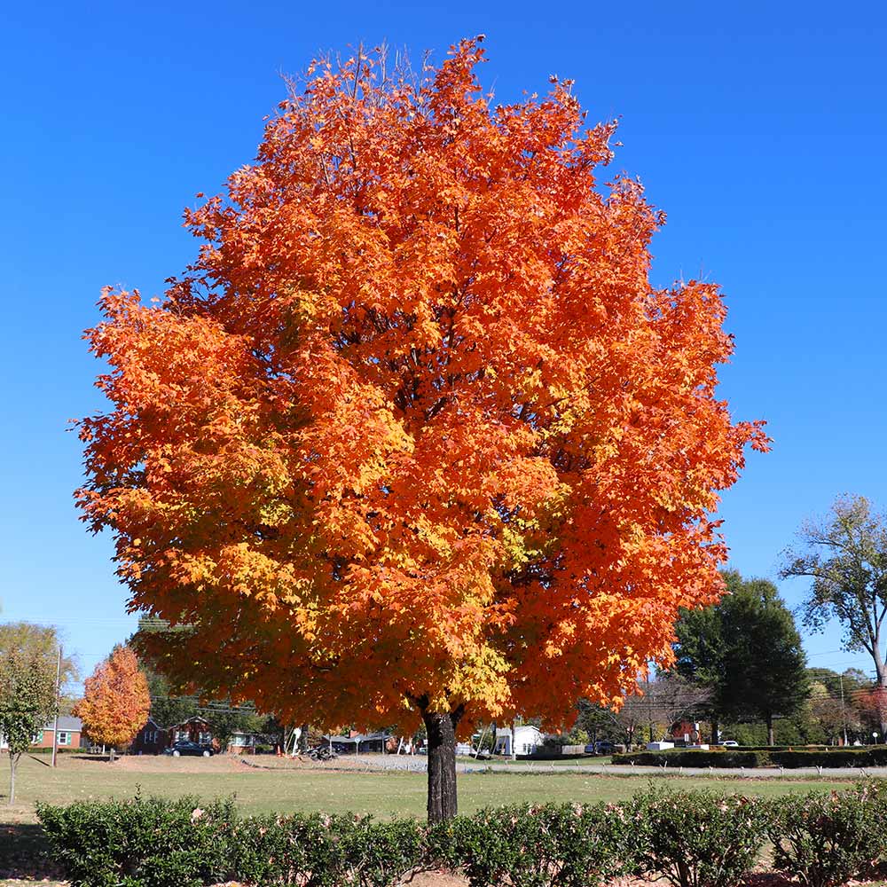Sugar Maple tree with vibrant orange fall foliage in a landscape setting – Acer saccharum from TN Nursery