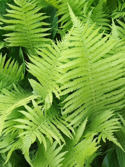 Close-up of green ferns