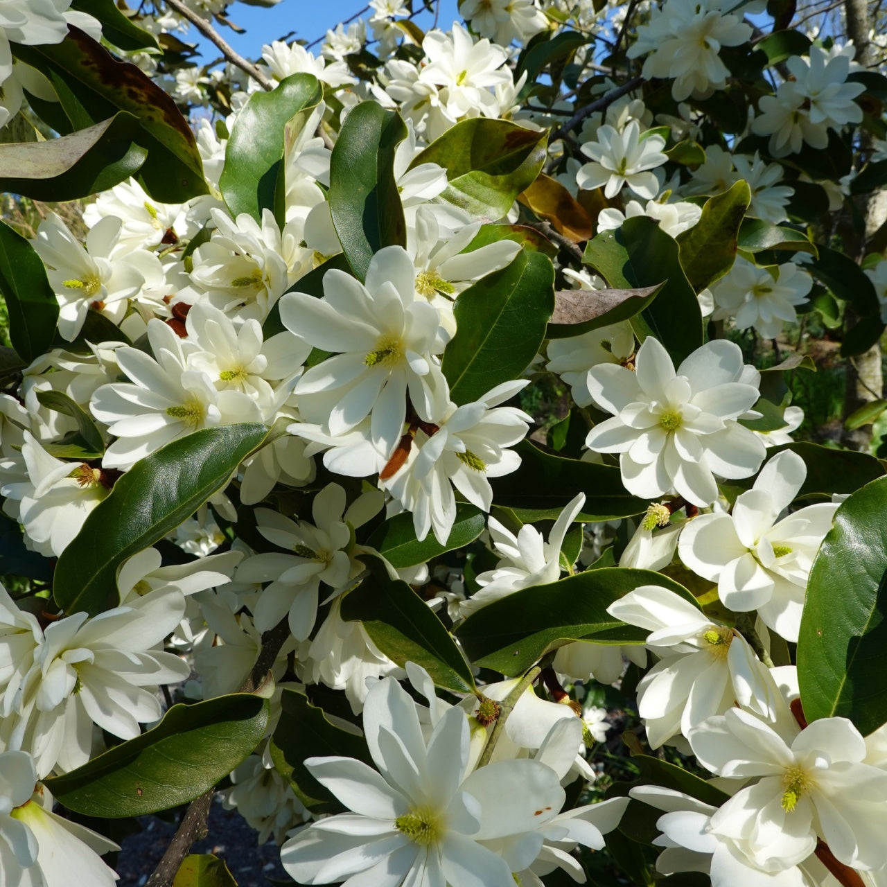Sweet Bay Magnolia Trees for Sale | Fragrant Native Beauty – TN Nursery