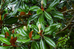 Shop Sweet Bay Magnolia Tree online at TN Nursery