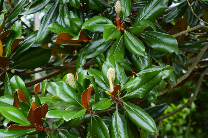 Shop Sweet Bay Magnolia Tree online at TN Nursery
