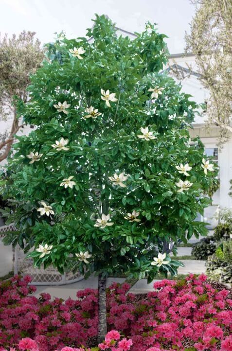 Shop sale on Sweet Bay Magnolia Tree online at TN Nursery 