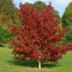 Buy Sweet Gum Seedlings online at TN Nursery