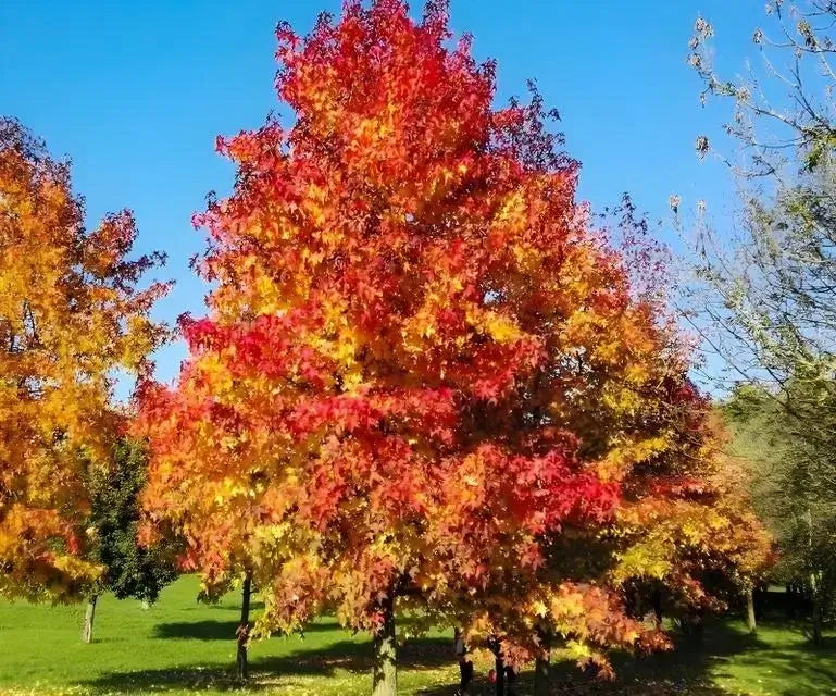 Shop Sweet Gum Tree online at TN Nursery