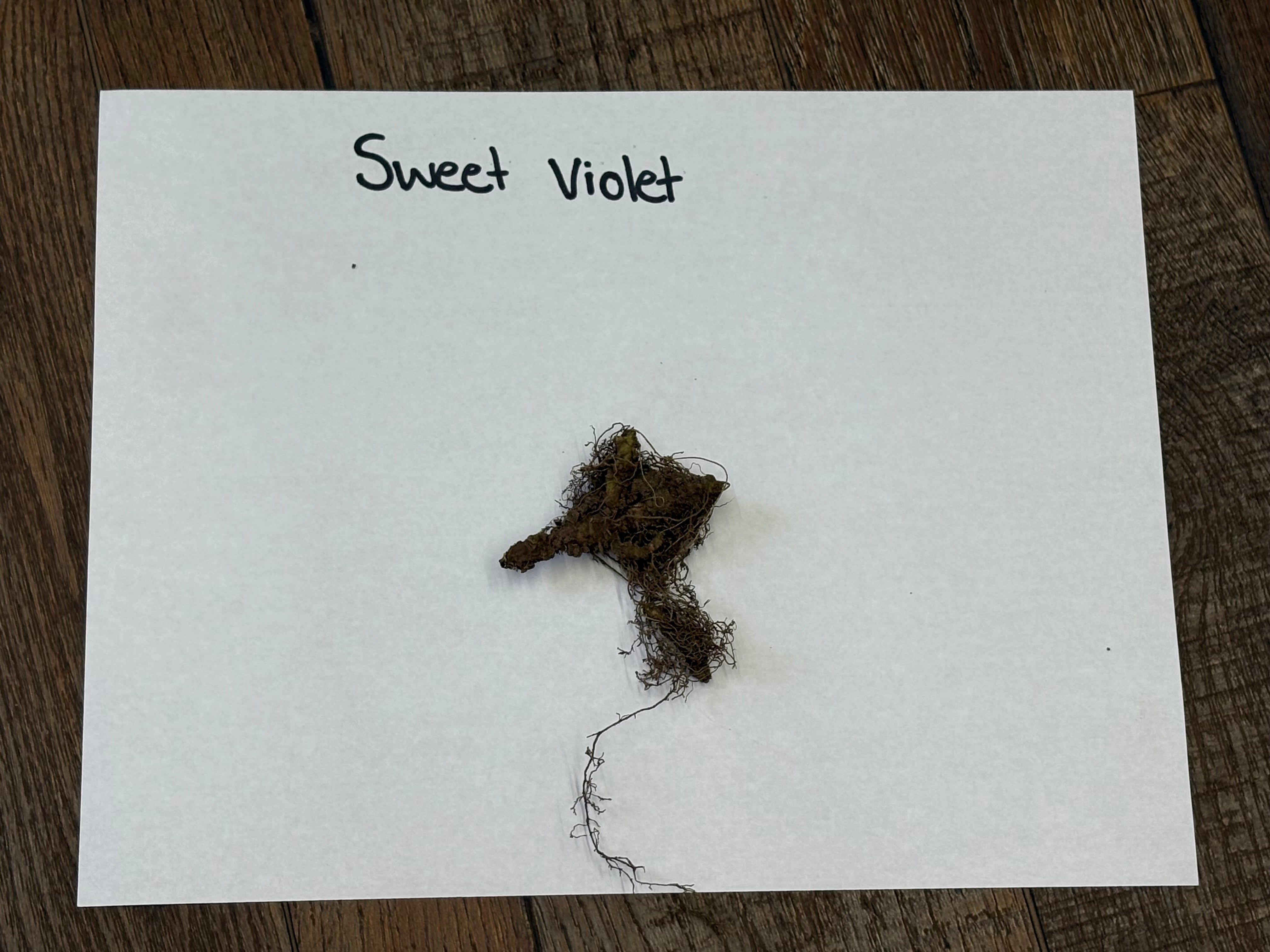 Small clump of soil with roots on a piece of paper labeled 'Sweet Violet' on a wooden surface.