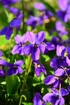 Shop Sweet Violet Plant online at TN Nursery