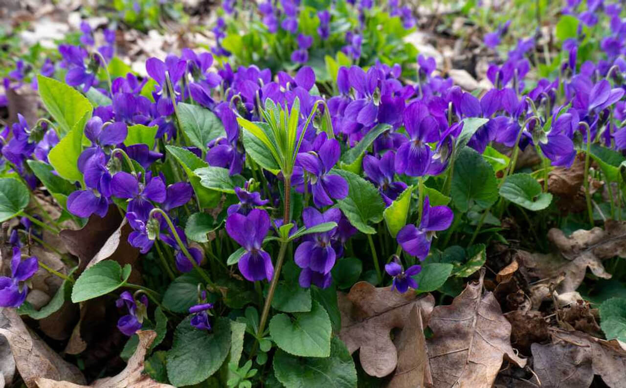 Buy 1 get 1 free sale on Sweet Violet Plant online at TN Nursery 