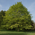 Buy 1 get 1 free sale on Sycamore Tree online at TN Nursery