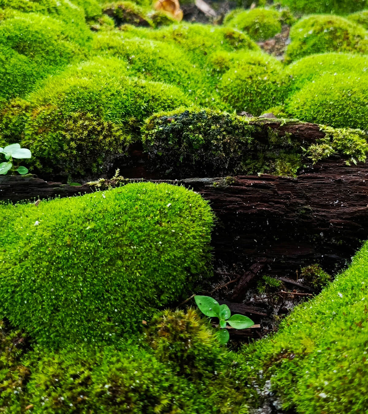 TN Nursery - Moss
