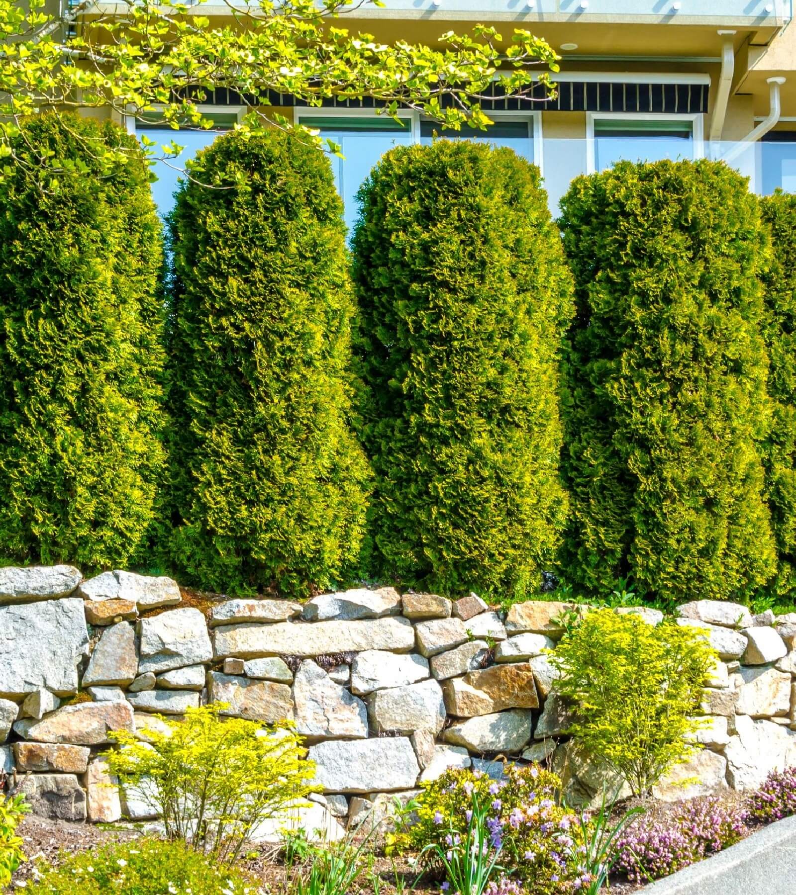 John's Garden - Ashwood Nurseries
