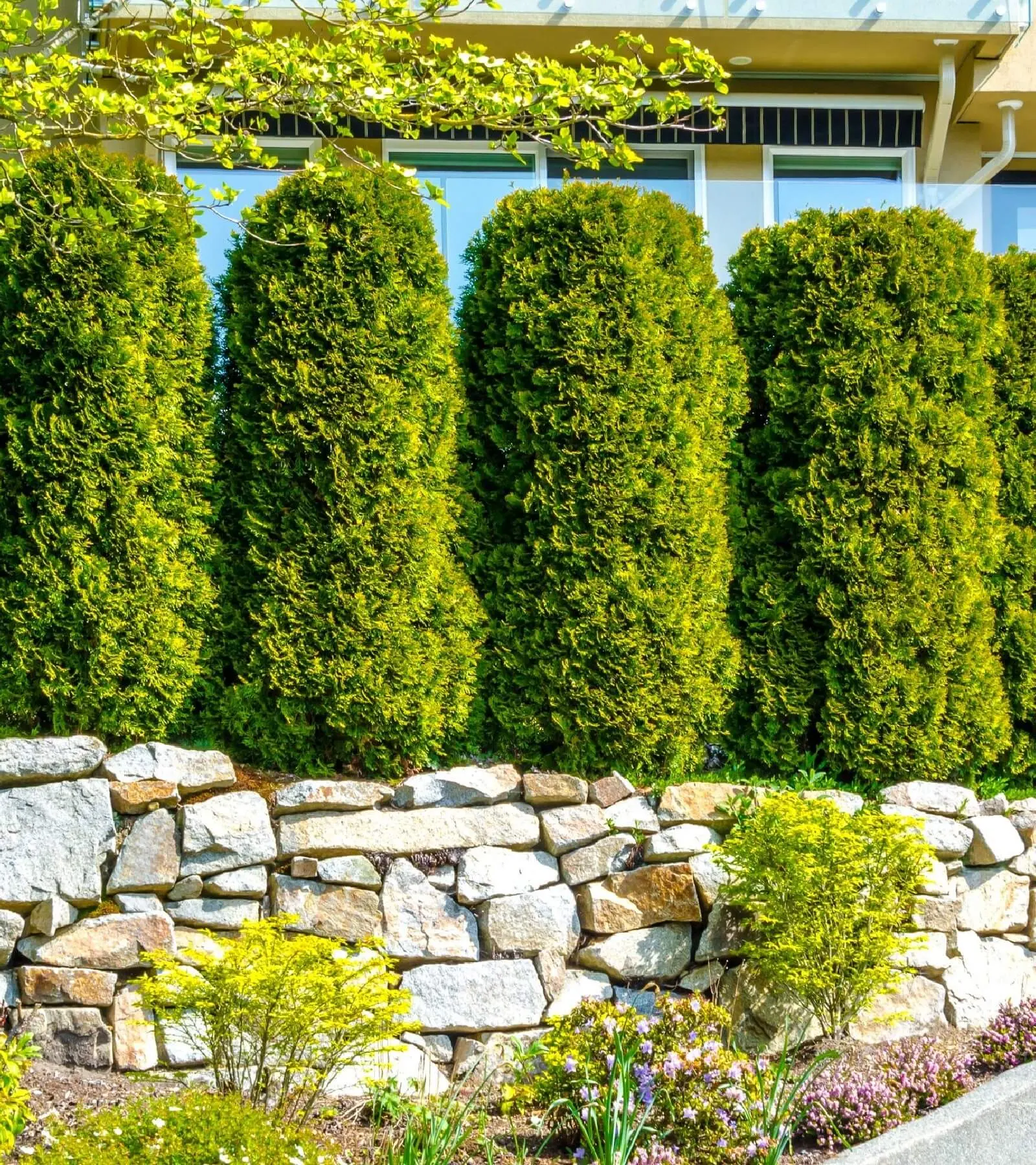 Evergreens