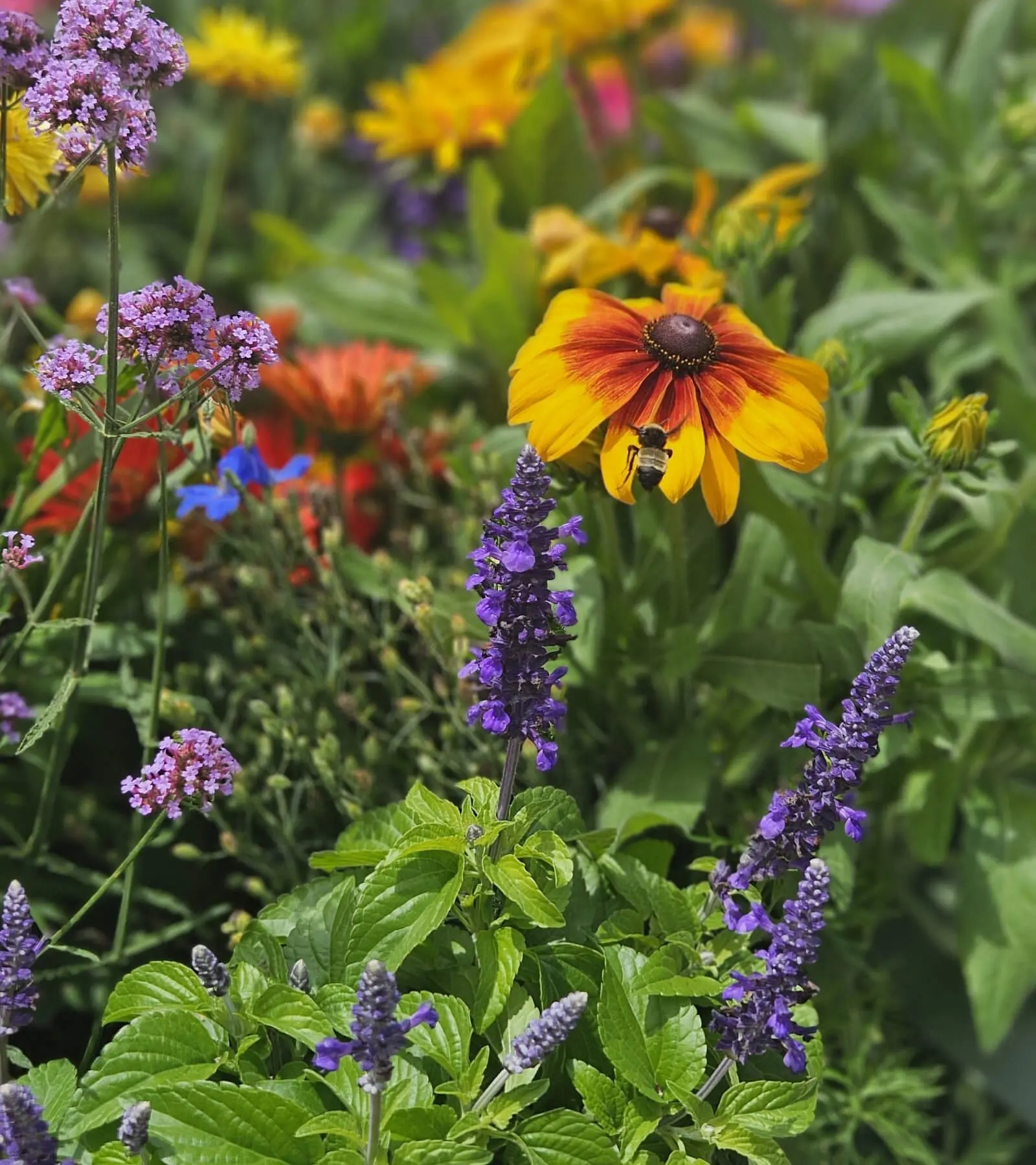Pollinator Plants