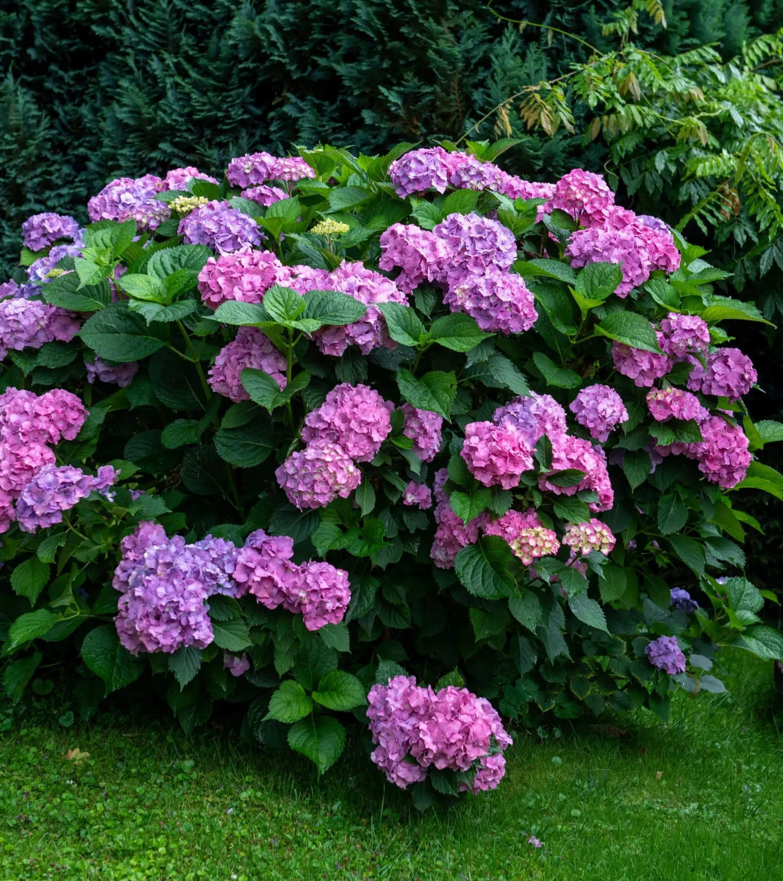Shrubs