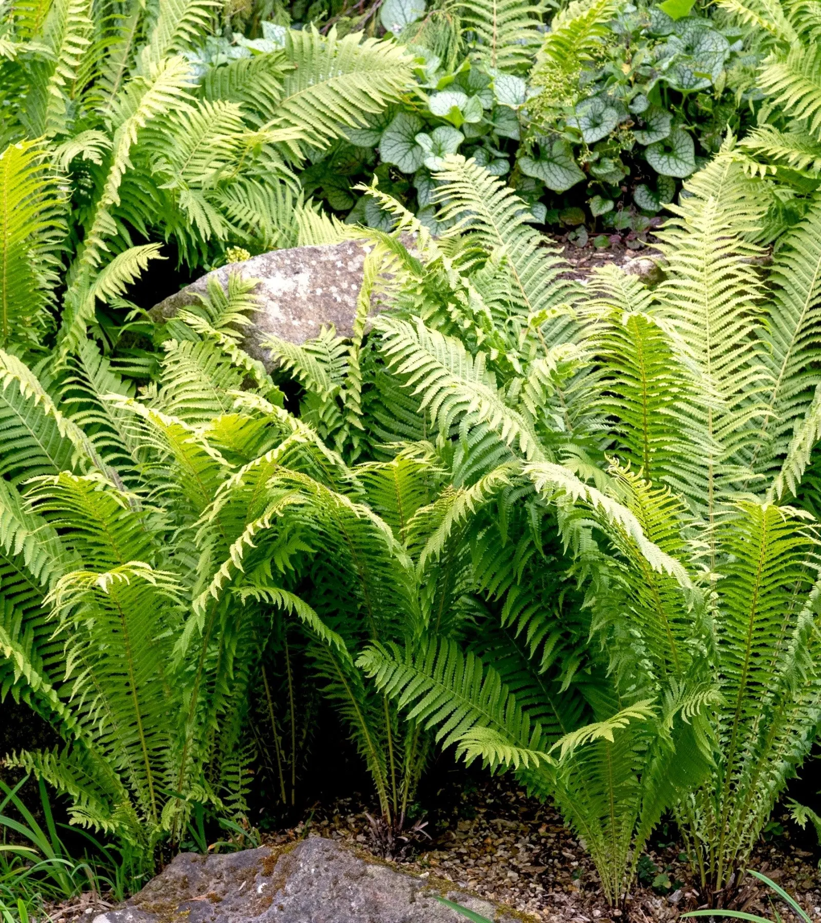Ferns