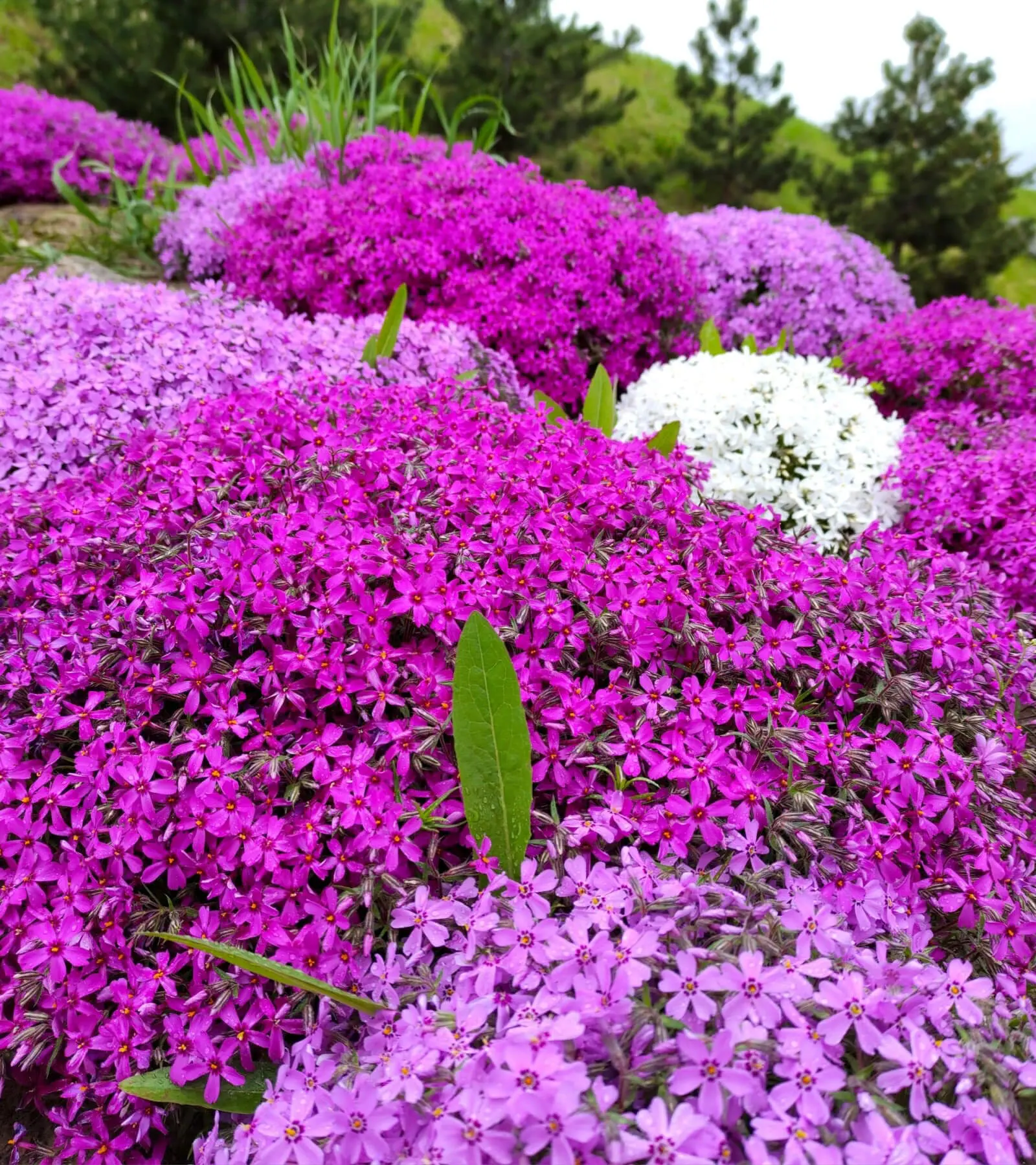 Ground Covers