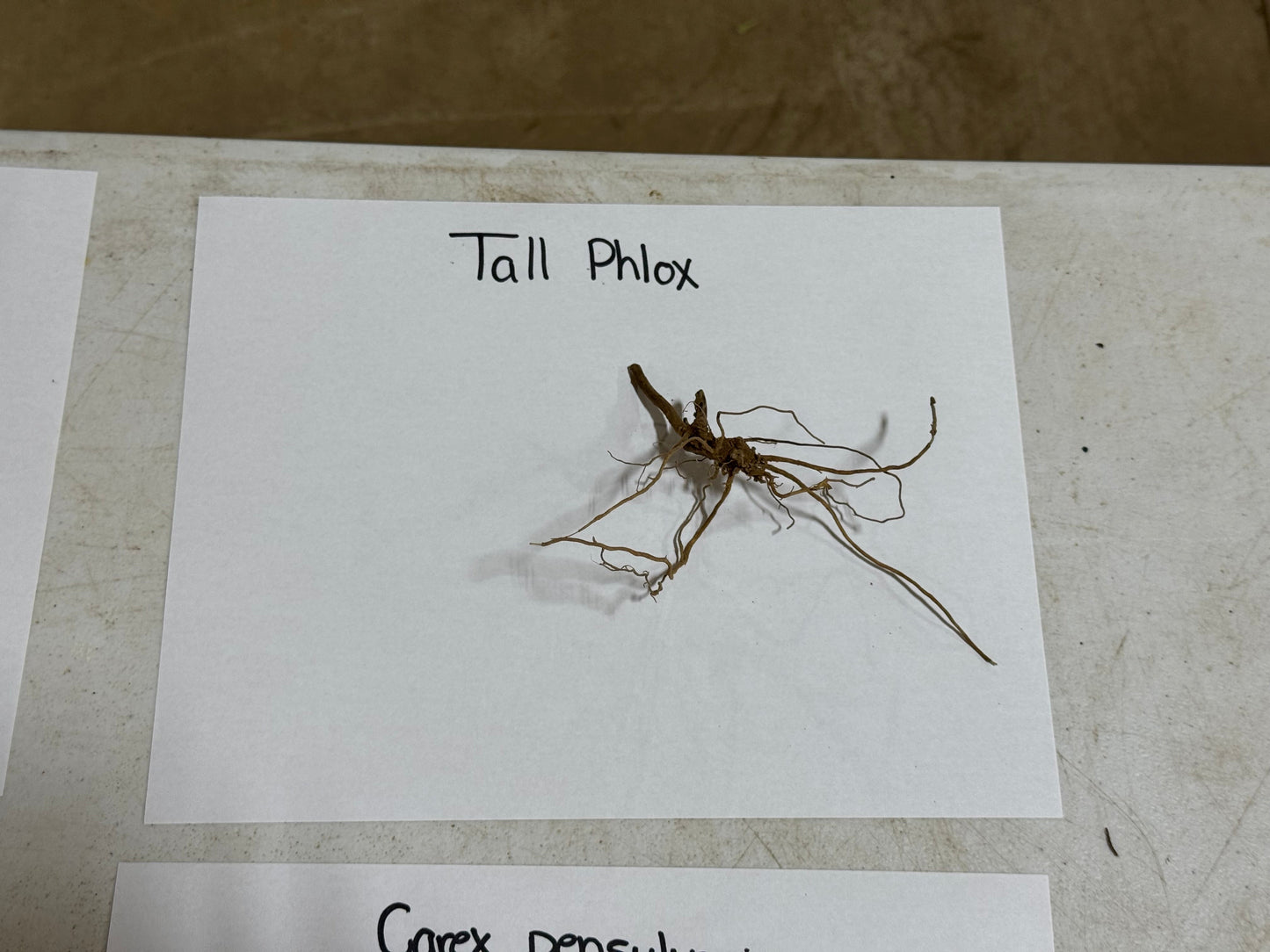 Tall Phlox plant specimen on a white card with text
