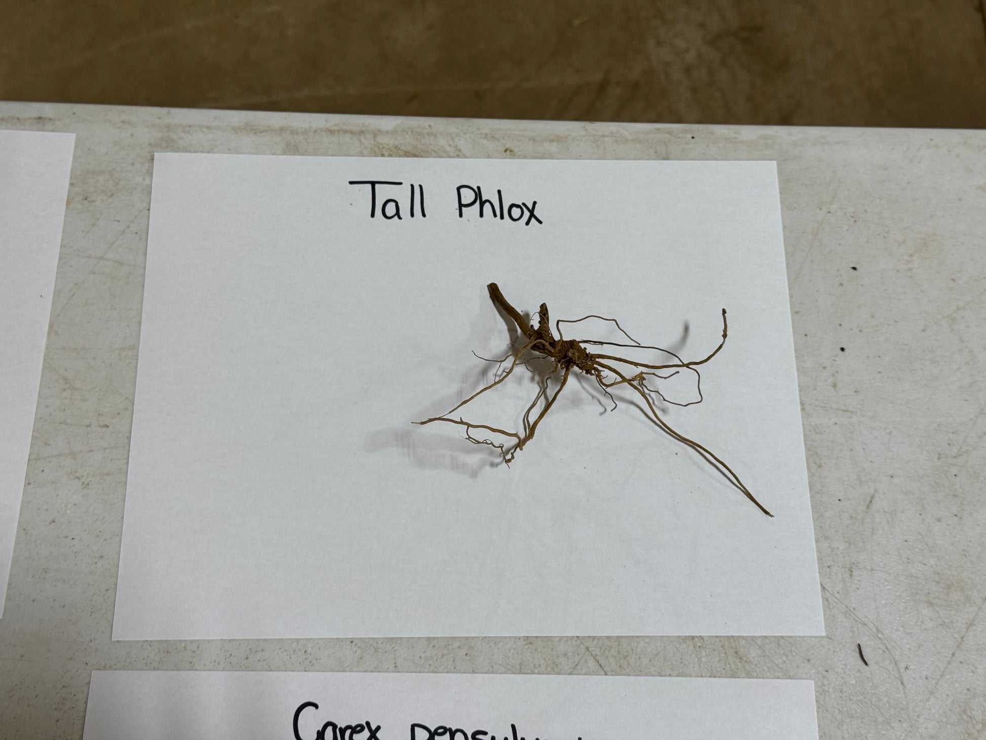 Tall Phlox plant specimen on a white card with text