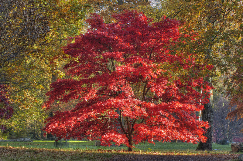 Buy Red Maple Trees Online