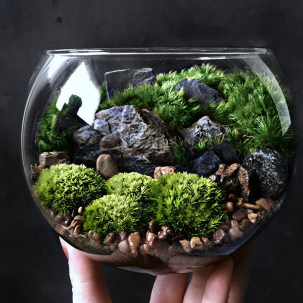 Buy Terrarium Plant Kit online at TN Nursery