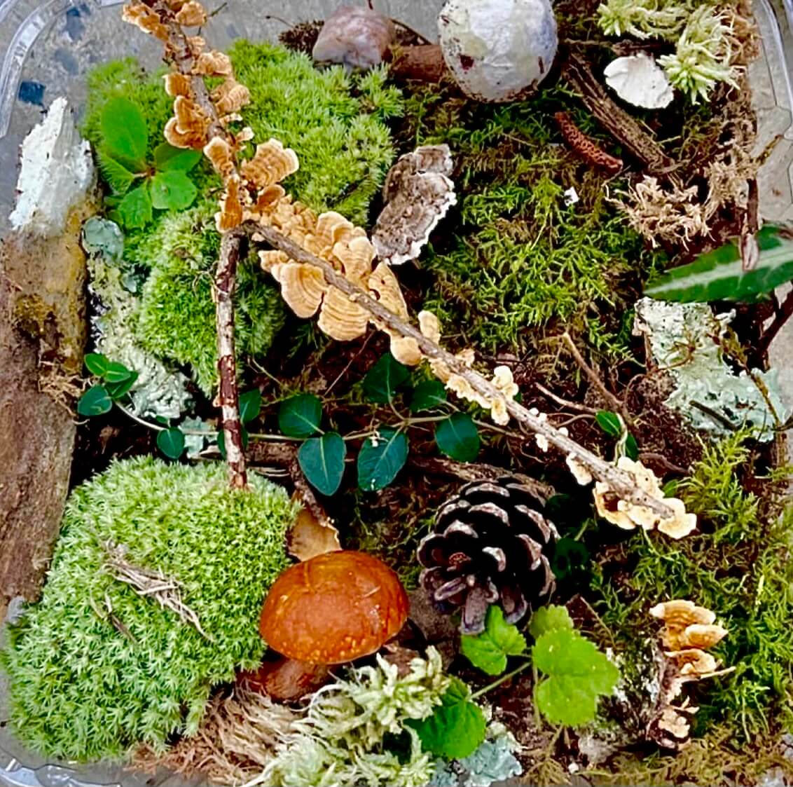 Shop sale on Terrarium Plant Kit online at TN Nursery