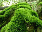 Shop Thuidium Moss online at TN Nursery