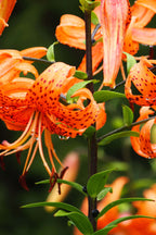 Shop Tiger Lily Plant online at TN Nursery