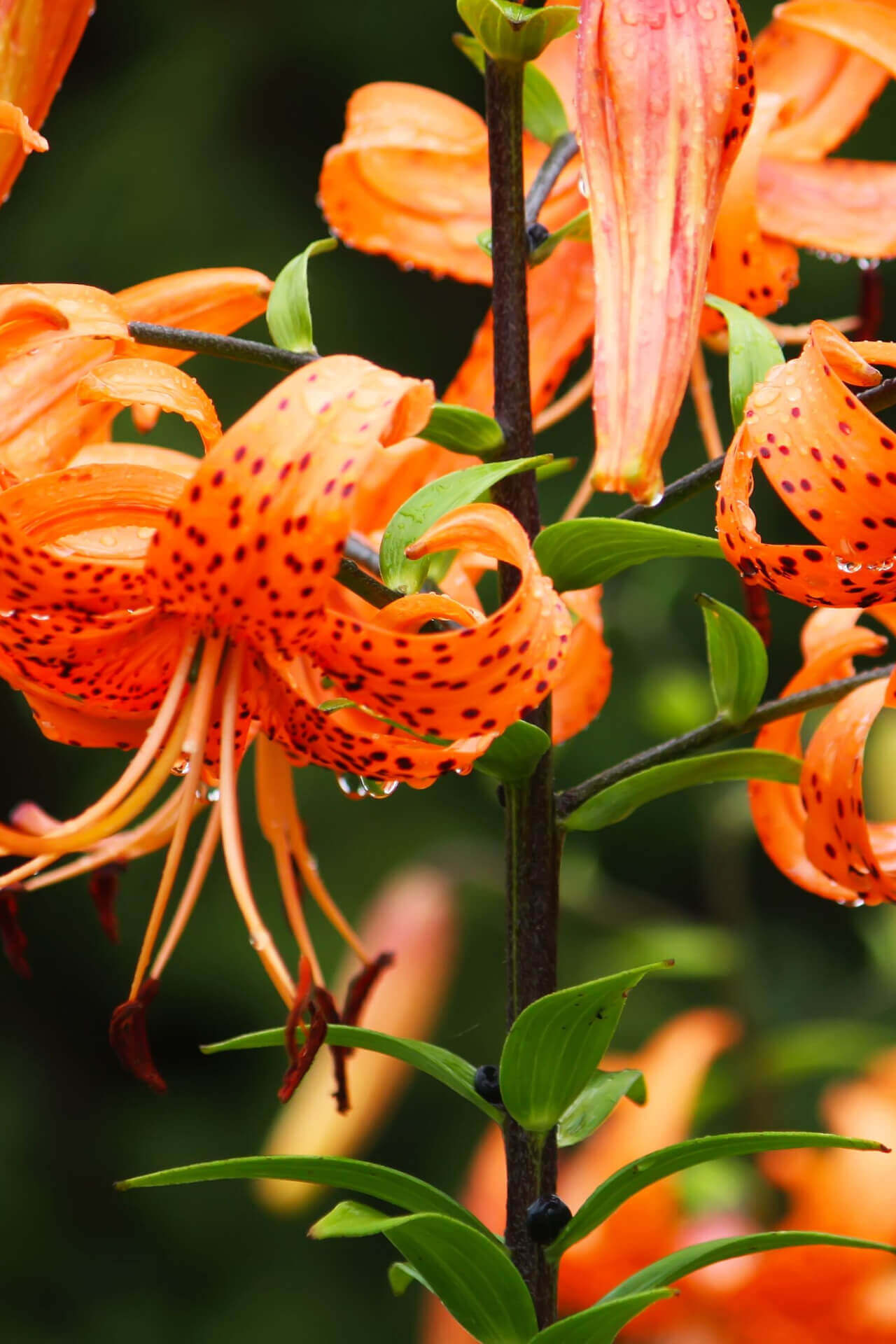 Shop Tiger Lily Plant online at TN Nursery