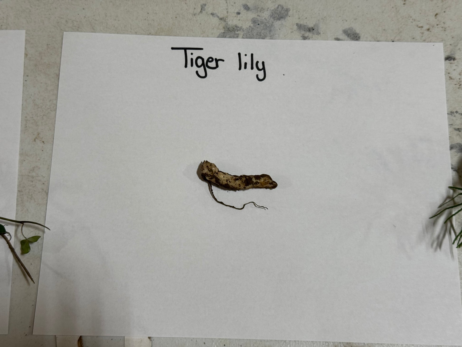 Small plant specimen labeled 'Tiger lily' on a white sheet of paper.