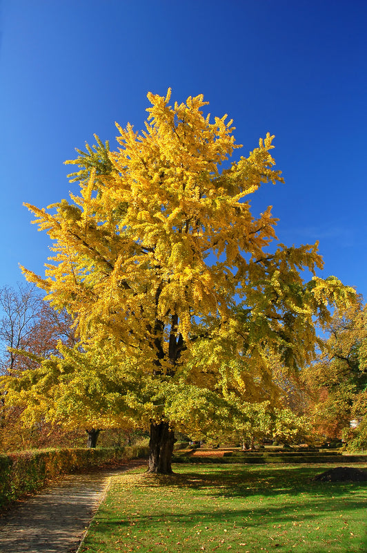 Lush green tree with yellow leaves against a clear blue sky
