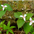 Shop Trillium plants online at TN Nursery 