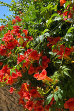 Shop Trumpet Vine online at TN Nursery