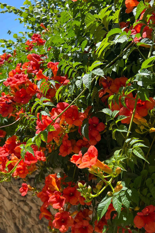 Vibrant orange trumpet vine flowers climbing stone wall with green foliage