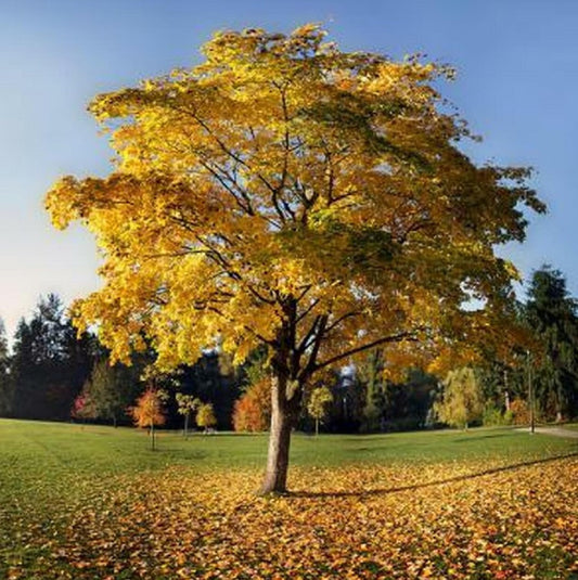 A single Tulip Poplar Tree with yellow leaves in autumn, standing in an open field with a clear blue sky in the background.