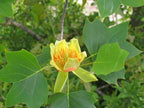 Buy Tulip Poplar Seedlings online at TN Nursery