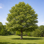 Buy Tulip Poplar Trees Online