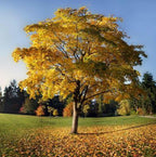 Buy 1 get 1 free sale on Tulip Tree online at TN Nursery