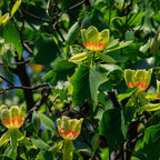 Buy 1 get 1 free sale on Tulip Tree online at TN Nursery