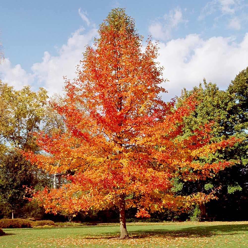 Shop Tupelo Tree online at TN Nursery