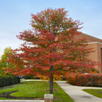 Buy 1 get 1 free sale on Tupelo Tree online at TN Nursery